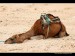 camel-Morocco-400.jpg