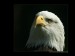 american-eagle-400.jpg